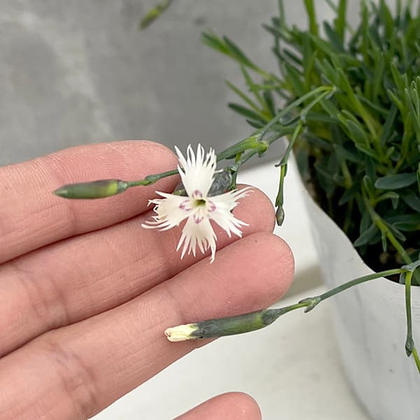 草花の苗 サマーセール ダイアンサス アレナリ...の詳細画像4