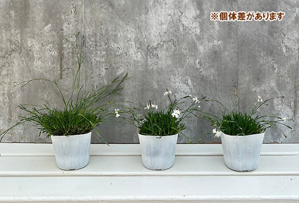 草花の苗 サマーセール ダイアンサス アレナリ...の詳細画像5