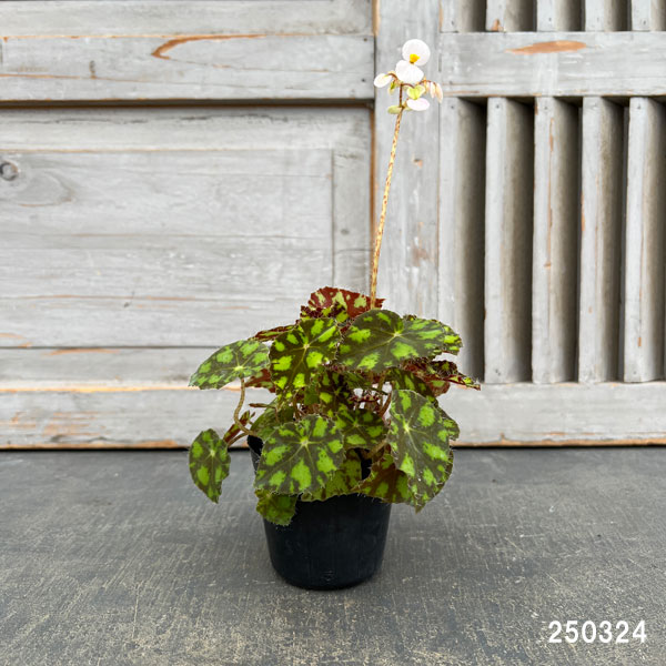 観葉植物 ベゴニア タイガーキトン 2.5号ポットの詳細画像1