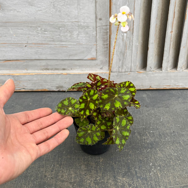 観葉植物 ベゴニア タイガーキトン 2.5号ポットの詳細画像2