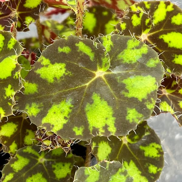 観葉植物 ベゴニア タイガーキトン 2.5号ポットの詳細画像4