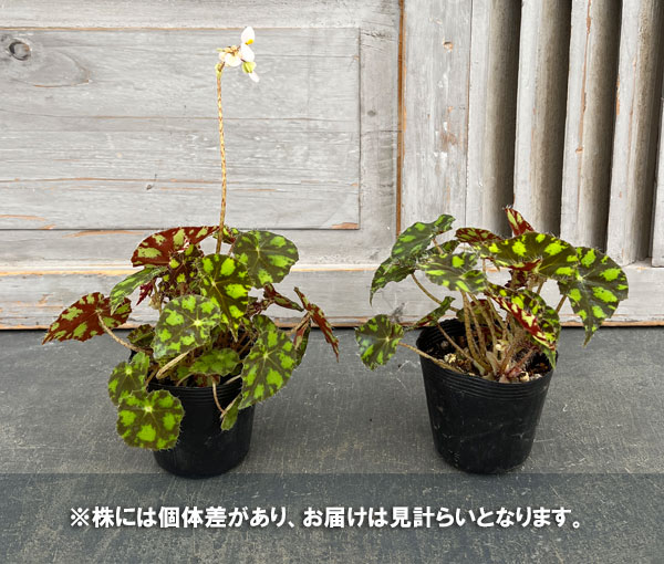 観葉植物 ベゴニア タイガーキトン 2.5号ポットの詳細画像5