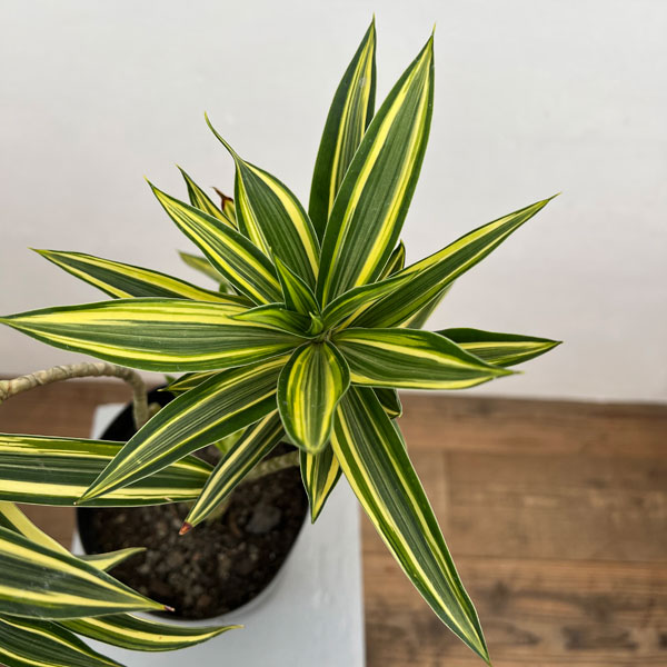 ドラセナ（観葉植物） | 花、ガーデニング のおすすめ人気商品一覧