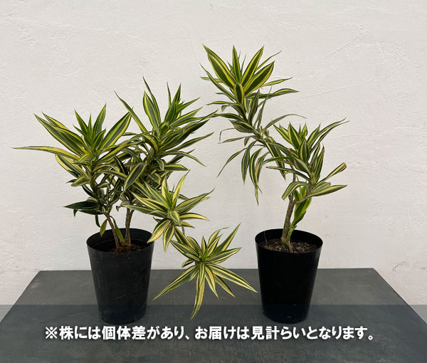 観葉植物 棚卸セール ドラセナ ソングオブサイアム 5号ポット : 園芸