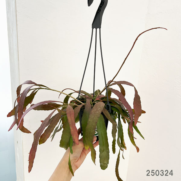 観葉植物 リプサリス ラムローサス 4号吊り鉢*の詳細画像1