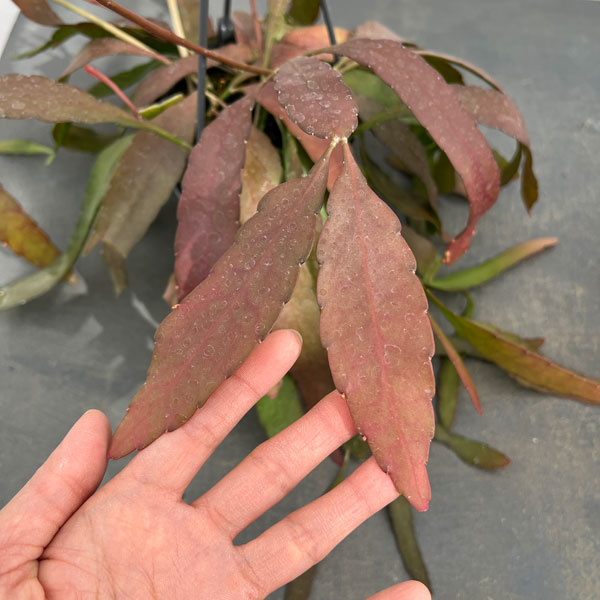 観葉植物 リプサリス ラムローサス 4号吊り鉢*の詳細画像3