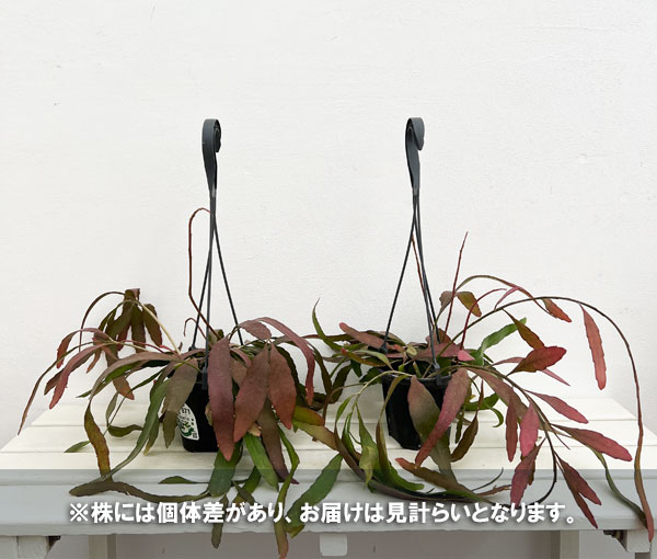 観葉植物 リプサリス ラムローサス 4号吊り鉢*の詳細画像4