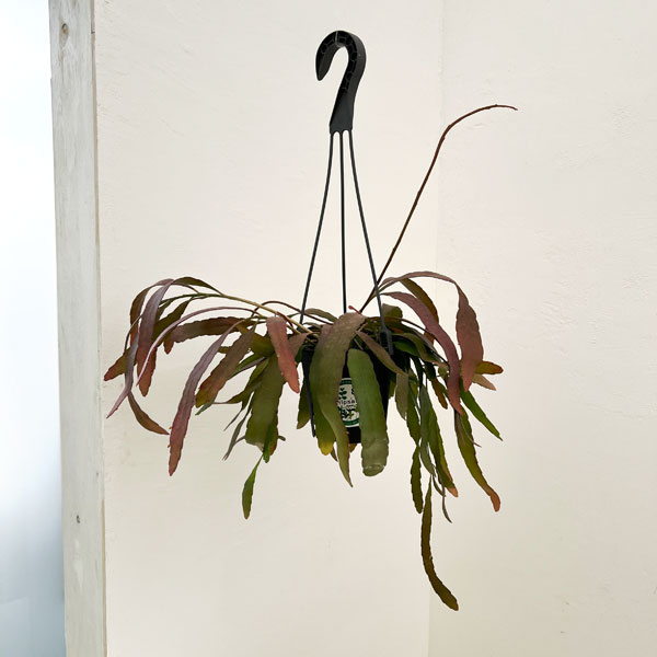 観葉植物 リプサリス ラムローサス 4号吊り鉢*の詳細画像2