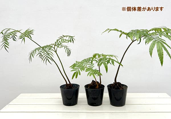 リュウビンタイ　7号角鉢　11 受け皿付き 楽天市場】【7角】プレミアローズセレクション【7号角深鉢】ロサ