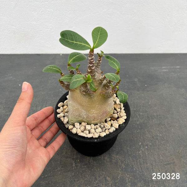 観葉植物 アデニウム アラビカム モンスター ...の詳細画像4