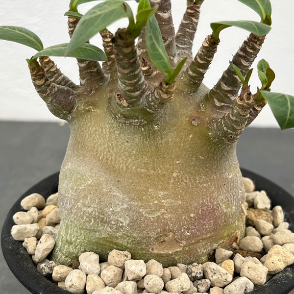 観葉植物 アデニウム アラビカム モンスター ...の詳細画像1