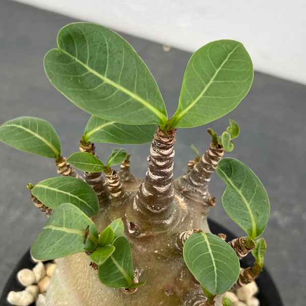 観葉植物 アデニウム アラビカム モンスター ...の詳細画像2