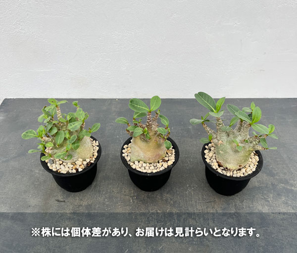 観葉植物 アデニウム アラビカム モンスター ...の詳細画像3