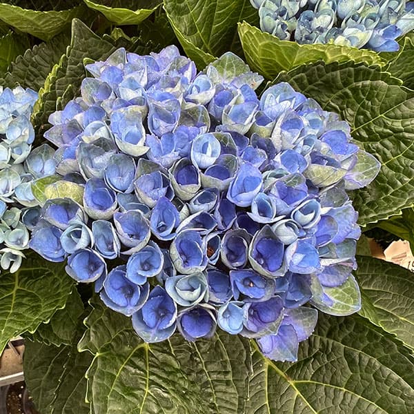 マーガレット 花（鉢花）｜生花 | 花、ガーデニング のおすすめ人気