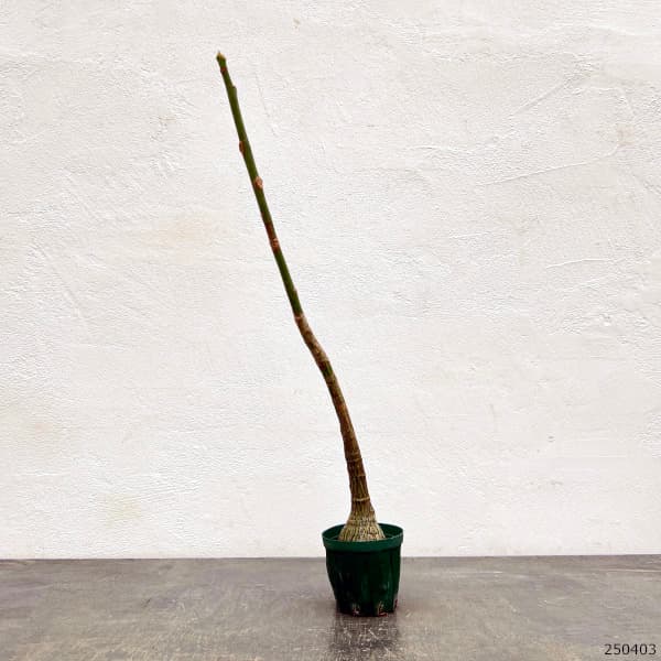 観葉植物 プセウドボンバックス エリプチクム（実生3年株） 3号鉢植え