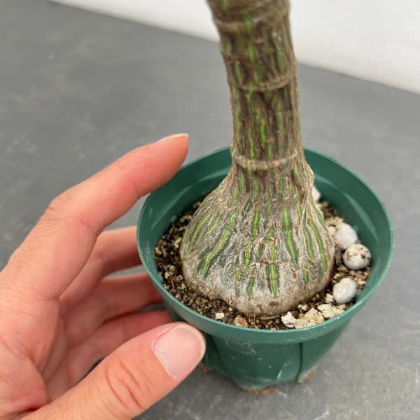 観葉植物 プセウドボンバックス エリプチクム（実生3年株） 3号鉢植え