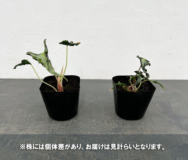 ロココ出品 Amazon | KN企画 ライブディオZX ライブDIOZX スーパーDIOZX