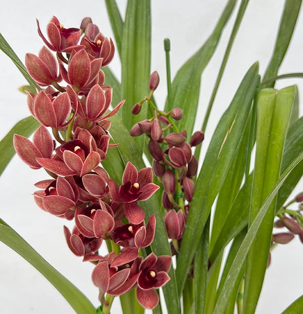 キンリョウヘン 花芽の商品一覧 通販 - Yahoo!ショッピング