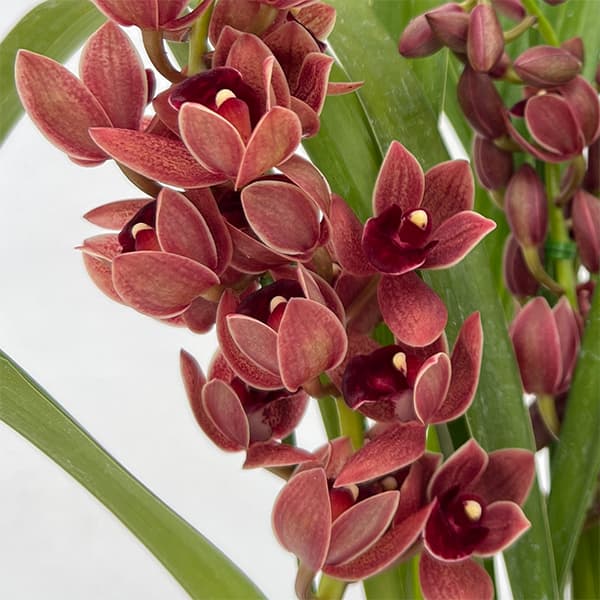 キンリョウヘン 花芽の商品一覧 通販 - Yahoo!ショッピング