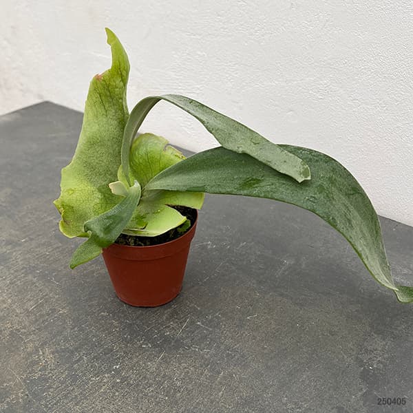 観葉植物 ビカクシダ(コウモリラン) ウィリン...の詳細画像1