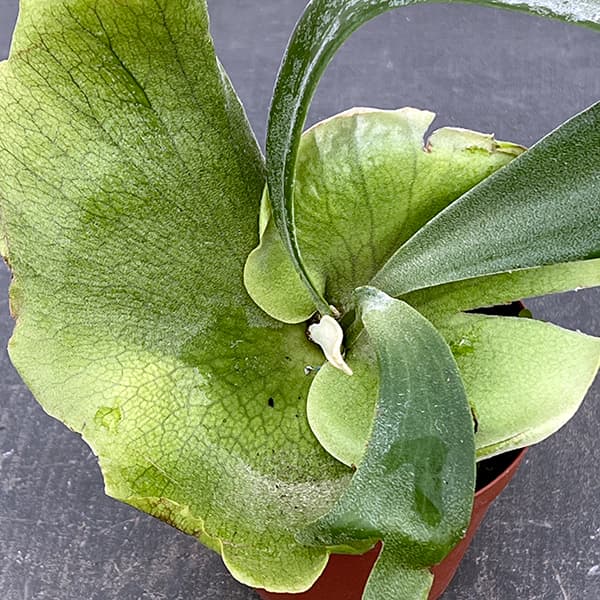 観葉植物 ビカクシダ(コウモリラン) ウィリン...の詳細画像2