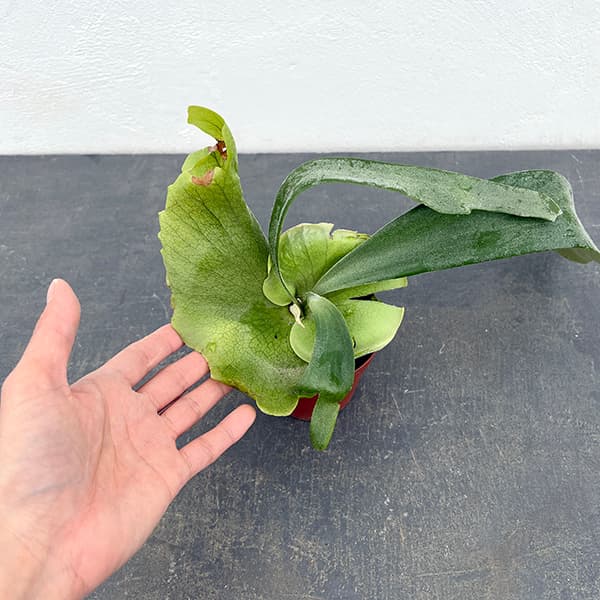 観葉植物 ビカクシダ(コウモリラン) ウィリン...の詳細画像4