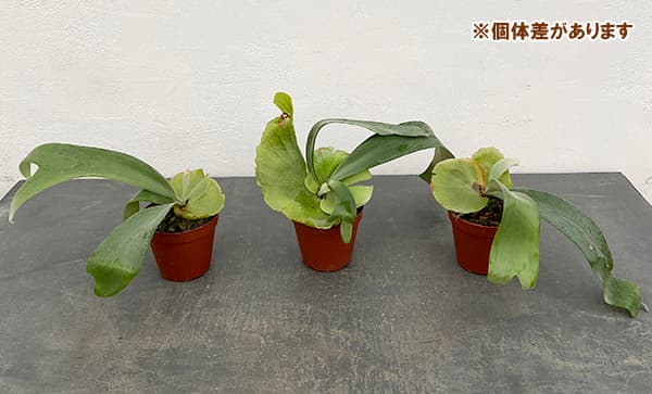 観葉植物 ビカクシダ(コウモリラン) ウィリン...の詳細画像5
