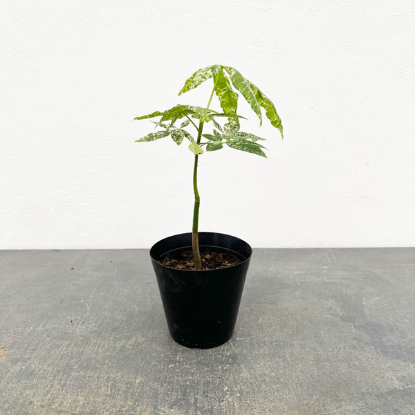 観葉植物/パキラ：ミルキーウェイ（実生株） 3.5号ポット : 園芸