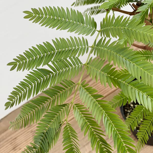 て*ん様 エバーフレッシュ　斑入り　観葉植物　ネムの木　ネムノキ　人気観葉植物 観葉植物 エバーフレッシュ（ネムノキ）6号鉢植え* : 園芸ネット