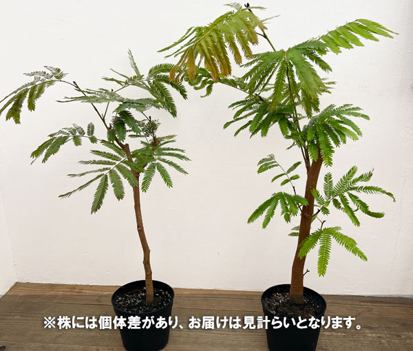 観葉植物 エバーフレッシュ（ネムノキ）6号鉢植え* : 園芸ネット