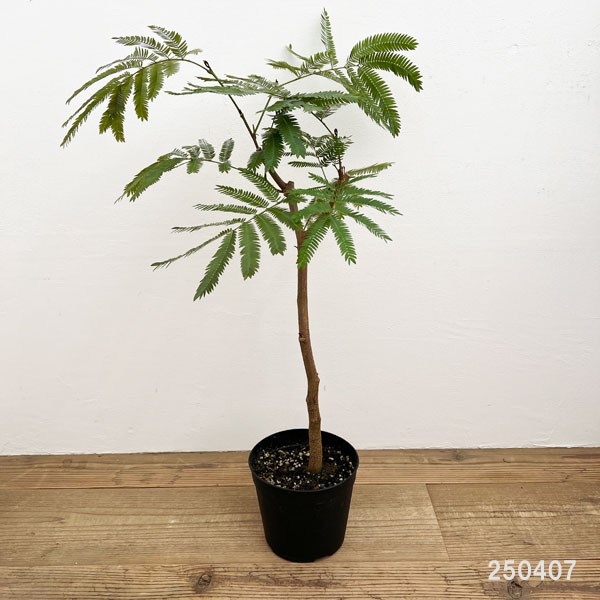 観葉植物 エバーフレッシュ（ネムノキ）6号鉢植え* : 園芸ネット
