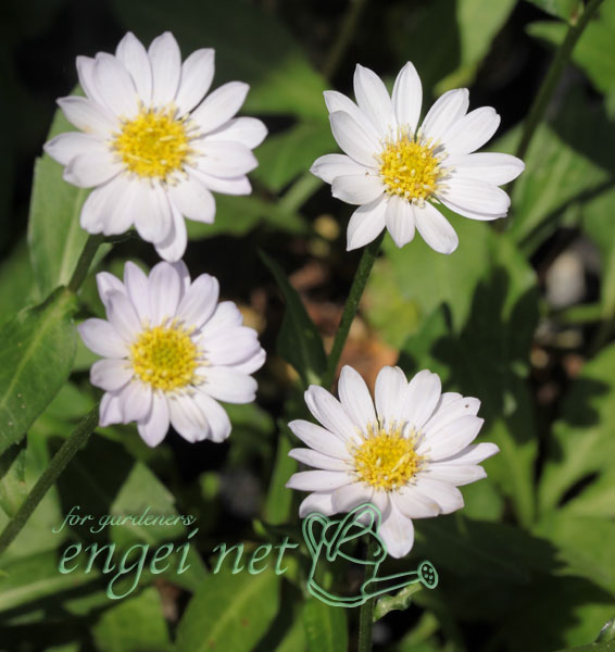 山野草の苗 ミヤコワスレ 瀬戸の花嫁 3号ポットの詳細画像5