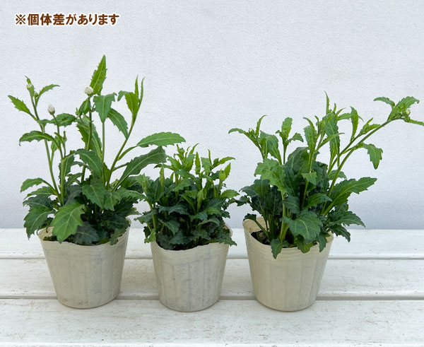 山野草の苗 ミヤコワスレ 瀬戸の花嫁 3号ポットの詳細画像2