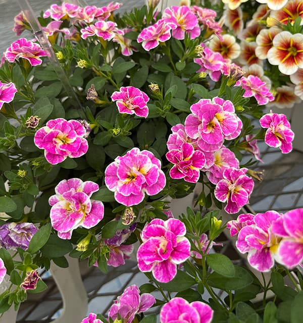 草花の苗 カリブラコア八重咲 ルーピー ピンク...の詳細画像3