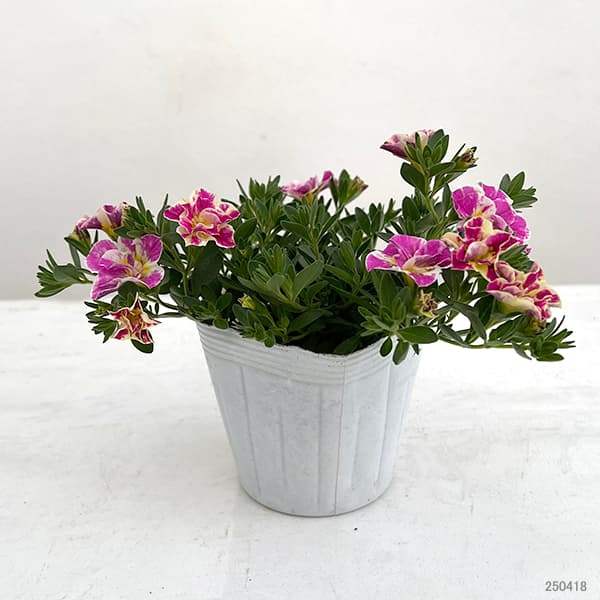 草花の苗 カリブラコア八重咲 ルーピー ピンク...の詳細画像1