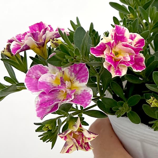 草花の苗 カリブラコア八重咲 ルーピー ピンク...の詳細画像2