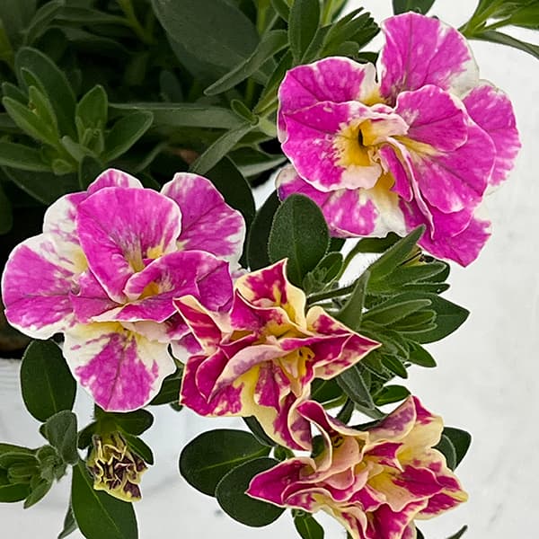 草花の苗 カリブラコア八重咲 ルーピー ピンク...の詳細画像4