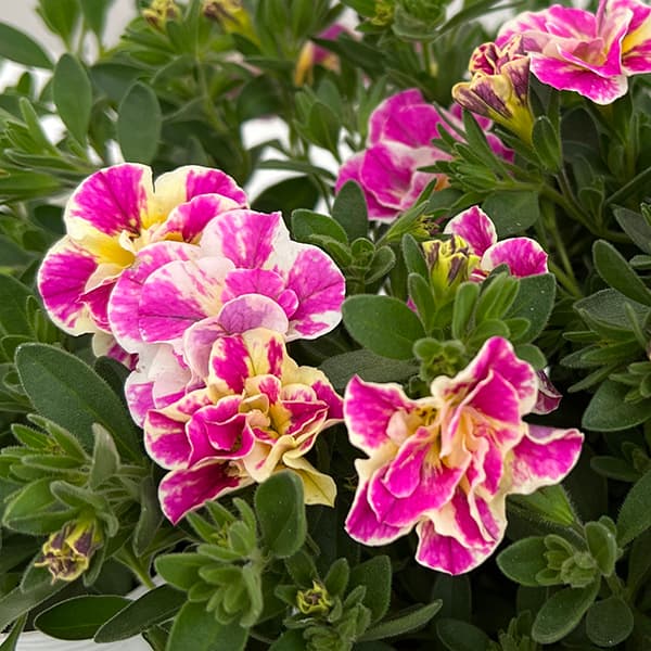 草花の苗 カリブラコア八重咲 ルーピー ピンク...の詳細画像5
