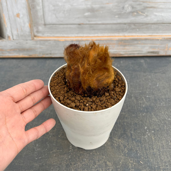 園芸ネット - シダ類｜Yahoo!ショッピング