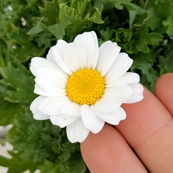 草花の苗 26年10月中下旬予約 クリサンセマ...の詳細画像1
