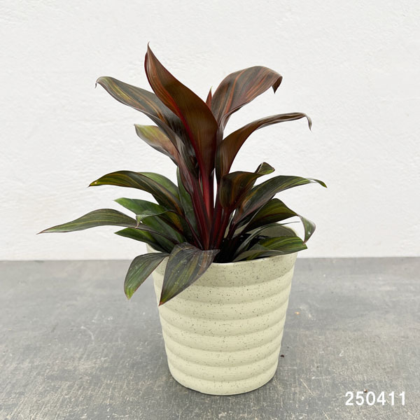 観葉植物 コルジリネ レインボーコンパクト 4号の詳細画像2