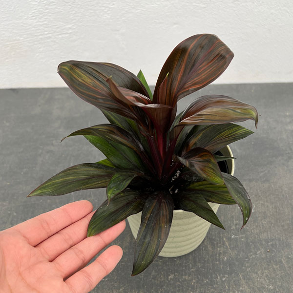 観葉植物 コルジリネ レインボーコンパクト 4号の詳細画像3