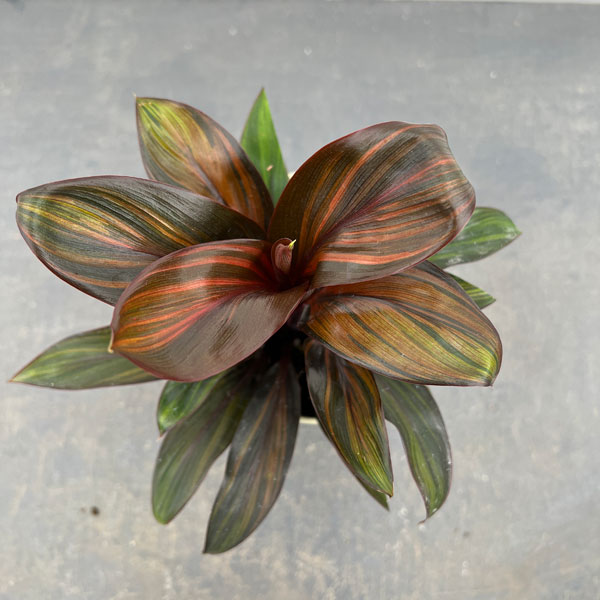 観葉植物 コルジリネ レインボーコンパクト 4号の詳細画像1