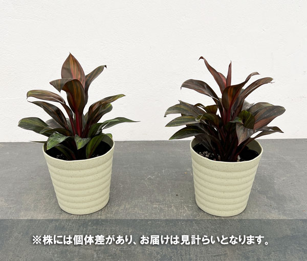 観葉植物 コルジリネ レインボーコンパクト 4号の詳細画像4