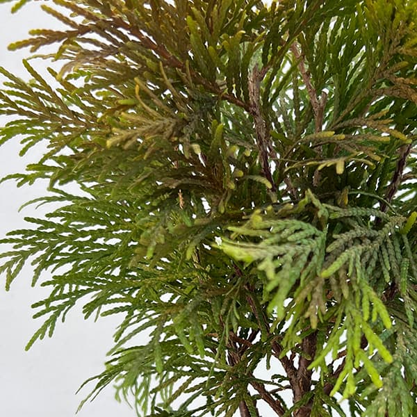 ニオイヒバ（苗木、植木） | 花、ガーデニング のおすすめ人気商品一覧