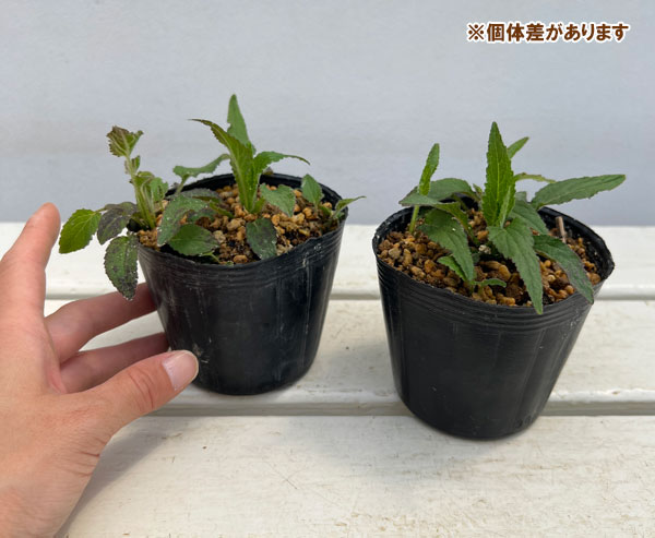 山野草の苗 ホタルブクロ 富士桃(フジモモ)3...の詳細画像2