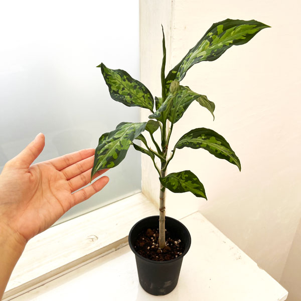 アグラオネマ ピクタム（観葉植物） | 花、ガーデニング の商品一覧