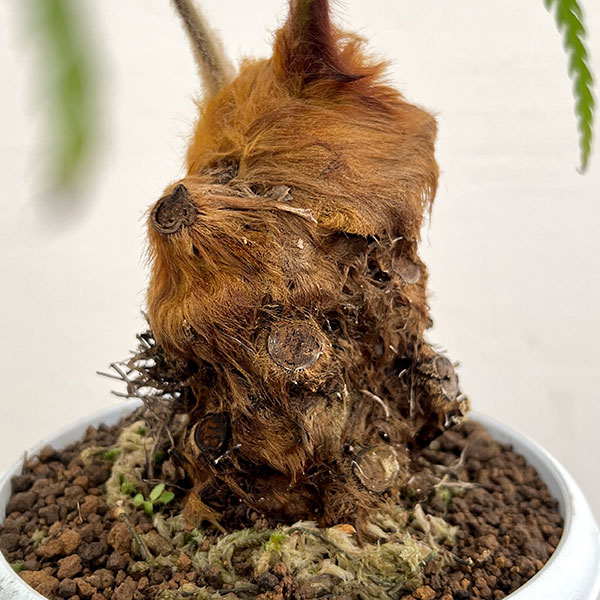 観葉植物 タカワラビ ゴールデンチャウチャウ（キンモウコウ） 5号