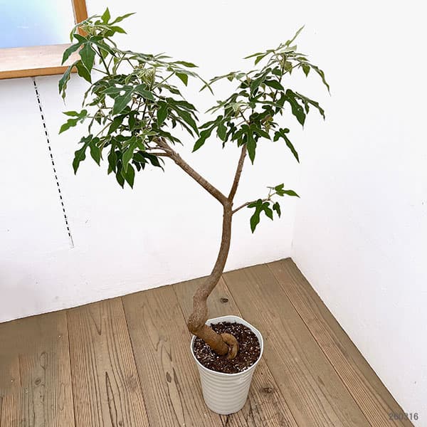 ボトルツリー ブラキキトン（観葉植物） | 花、ガーデニング の