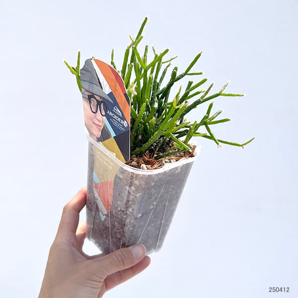 植物 リプサリスのおすすめ人気商品一覧 通販 - Yahoo!ショッピング